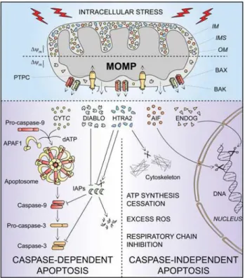 Figure  7  :  Représentation  simplifiée  de  l’apoptose  intrinsèque.  Induite  par  de  multiples  stress  intracellulaires,  la  perméabilisation  mitochondriale  provoque  le  relargage  de  médiateurs  proapoptotiques comme le cytochrome c, DIABLO ou 