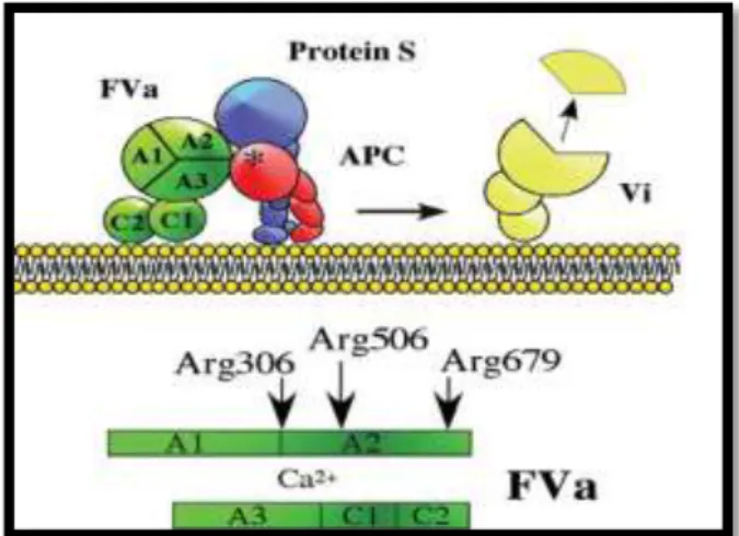 Figure 4 :Inactivation du facteur Va par la protéine C activée et la protéine S (Dahlbäck  and Villoutreix, 2005b)
