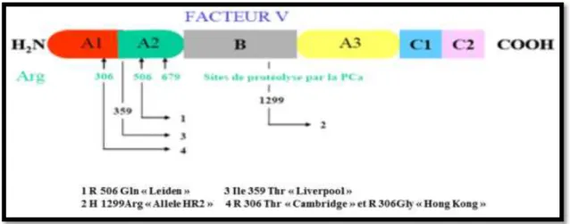 Figure 8: Mutations du facteur V associées à une diminution de la réponse plasmatique à  la PCa (Bouaziz Borji, 2006)