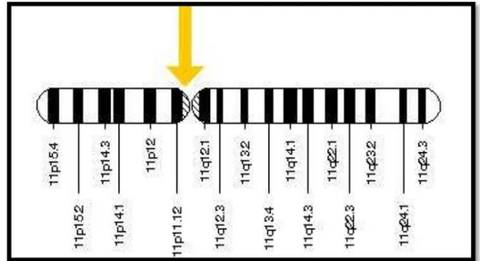 Figure 9 : Représentation schématique du gène de la prothrombine  (http://ghr.nlm.nih.gov/gene/F2)