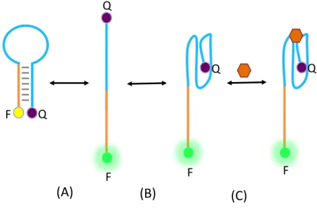 Figure 10 : Conversion de l’aptamère TBA en aptamère balise moléculaire  