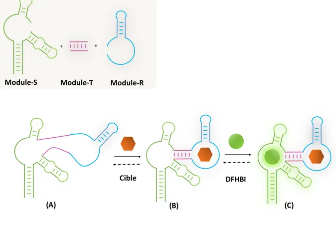 Figure  13 :  Système 72   biocapteur  chimérique  développé  à  partir  de  l’aptamère  ARN 