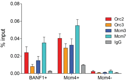 FIGURE  4.11:  PRE-RC  CHIP  QPCR  VALIDATION  AT  SELECTED  BANF1  (BANF1+)  AND  MCM4/PRKDC  POSITIVE (MCM4+) AND MCM4/PRKDC NEGATIVE (MCM4-) LOCI