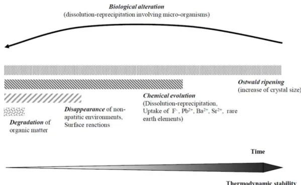 Figure 6. The various phenomena involved in the diagenetic evolution of biological apatites (adapted from [145])