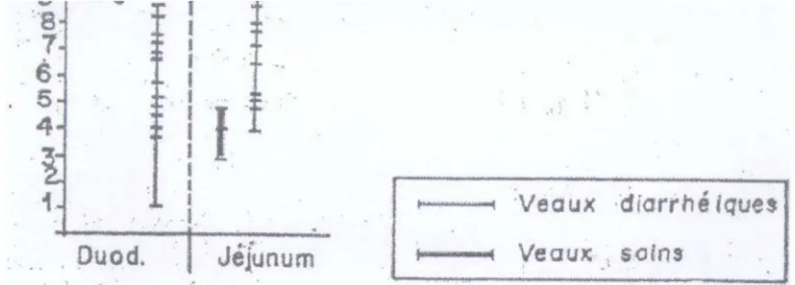 Figure 2 : Nombre d’ E.coli dans le duodénum et le jéjunum des veaux sains et                       malades (Gouet et al 1980) 