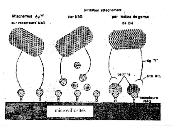 Figure 4 : modèle réalisé par inhibition de l’atttachement au niveau des sites récepteurs entre  bactérie et villosité (NAG= N Acétyl Glucosamine ) 