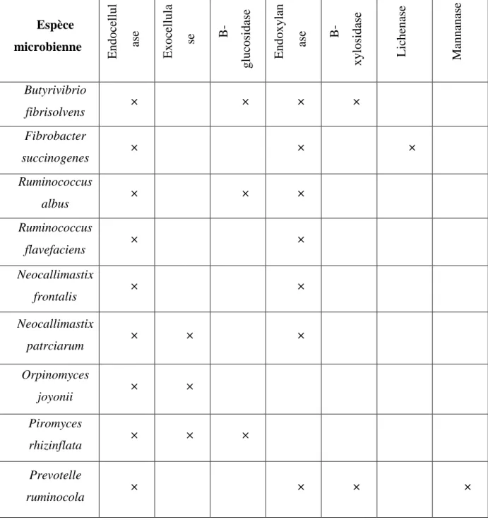 Tableau n° 3: Glycosyl hydrolases identifiées chez certaines espèces microbiennes  ruminales cultivables (Fonty et Chaucheyras-Durand,  2007) 