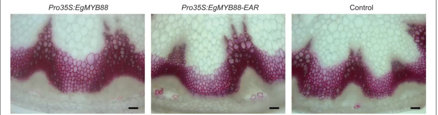FIGURE 6 | Transverse sections of inflorescence stems of transgenic Arabidopsis plants overexpressing EgMYB88 either as a native form or fused to an EAR motif