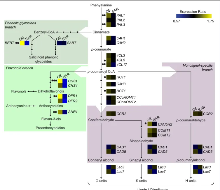 FIGURE 8 | Transcript abundance of genes involved in the phenylpropanoid metabolism in transgenic poplars overexpressing EgMYB88 either as a native form or fused to an EAR motif