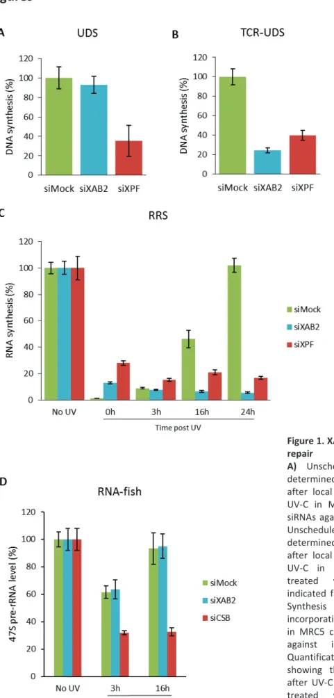 Figure 1. XAB2 involvement in DNA  repair 