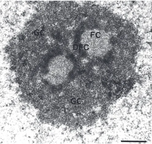 Figure 9. Organization of the nucleolus in human cells 