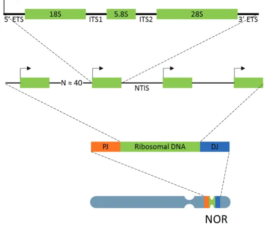 Figure 10. Transcription unit of ribosomal DNA 