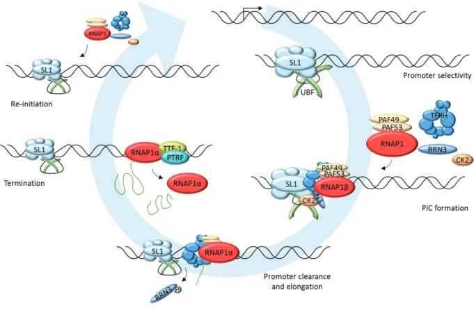 Figure 11. RNA Polymerase 1 transcription cycle 