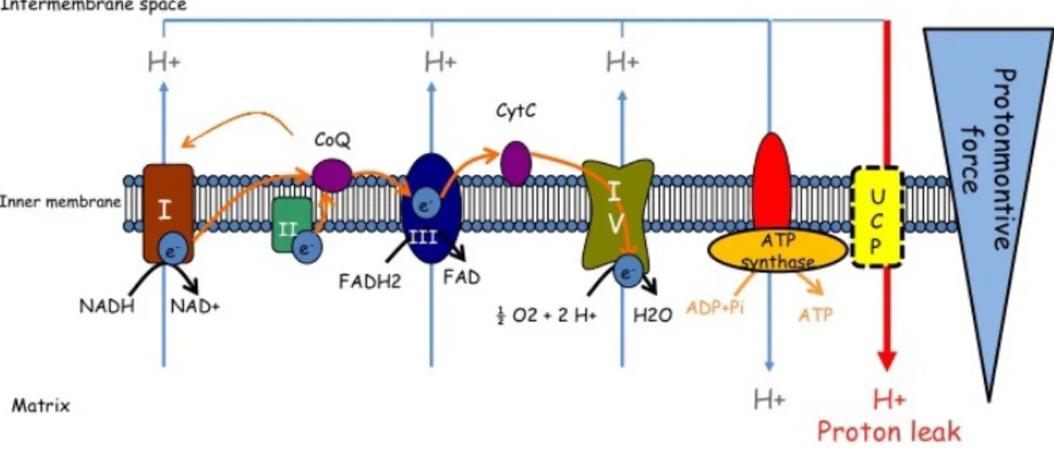Figure 5 Représentation de la chaîne de transport d’électrons sur la membrane mitochondriale interne et du phénomène de  découplage mitochondrial par l’intermédiaire d’une protéine découplante UCP.