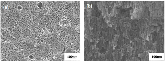 Fig. 3 - FEG-SEM images of the anodic film on the AA 7175T7 just after anodizing  (a) plan view; (b) cross-section view