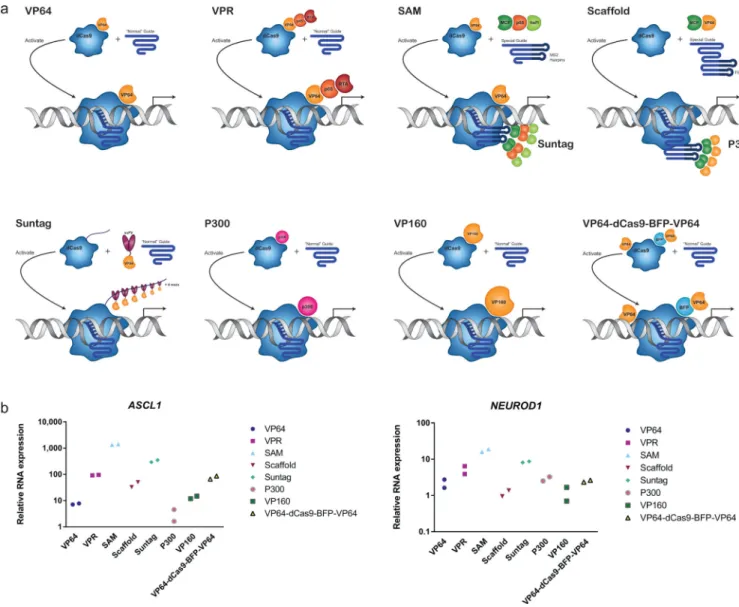 Figure 1. Initial tests of all second-generation activators on endogenous genes in HEK293T cells (a)dCas9-VP64 and dCas9-VPR both work via activation domains fused to the C-terminus  of Cas9