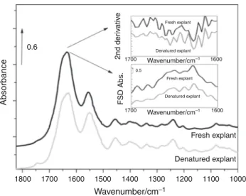 Fig. 9 Representative mean normalized FTIR spectra in the 1800–1000 cm - 1 zone of fresh and heat-denatured dermis samples.