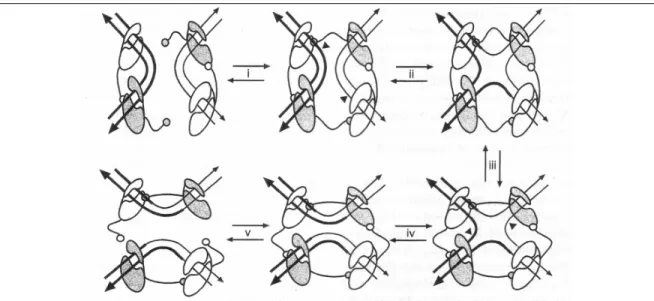 Figure 11. Modèle d’activation séquentielle et d’inhibition réciproque des paires de  recombinases (Barre &amp; Sherratt, 2002)