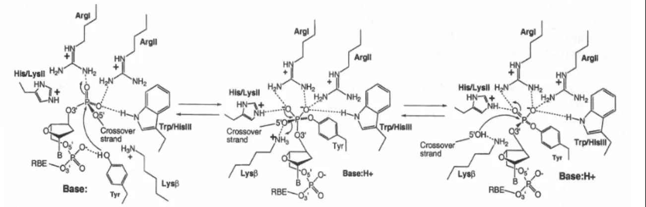 Figure 12. Mécanisme de coupure et de ligation des recombinases à tyrosine par réaction de  transesterification (Van Duyne, 2002)