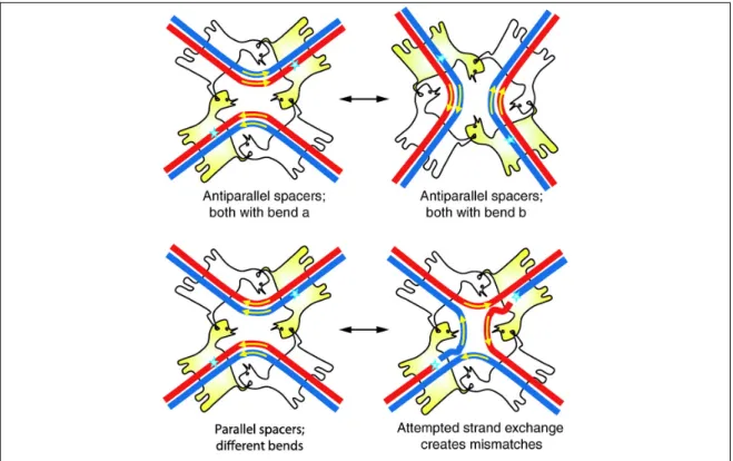 Figure 15. Contrôle directionnel de la recombinaison par l’asymétrie de la région centrale du  site core (Grindley et al., 2006)