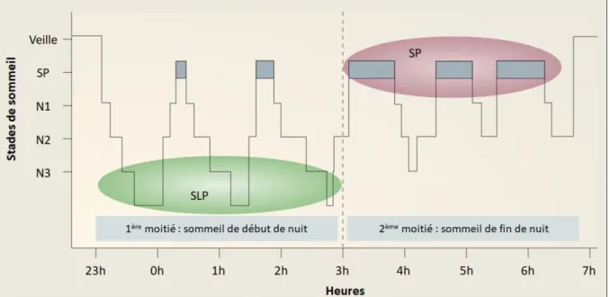 Figure  2  :  Hypnogramme d un individu jeune représentant le déroulé de sa nuit de sommeil  :  veille,  sommeil paradoxal (SP), sommeil lent léger (N1 et N2) et profond (N3)