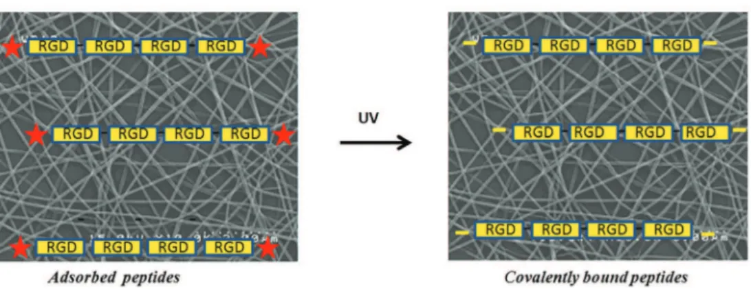 Figure 1. Schematic representation of covalent grafting of photoreactive peptide N 3 RGD to electrospun scaffold surfaces