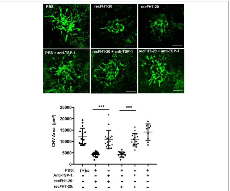 FIGURE 6 | FH exerts its antiangiogenic activity at least for one part through TSP-1 function