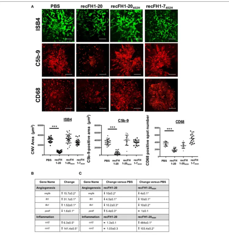 FIGURE 7 | The FH-CCP7 domain is crucial for its anti-CNV process. (A) FITC-isolectin B4 (ISB4, green), C5b-9 (red), and CD68 (red) immunostaining analysis on RPE/choroid/sclera flat mounting laser spot at day 14 postlaser after intravitreous injection of 