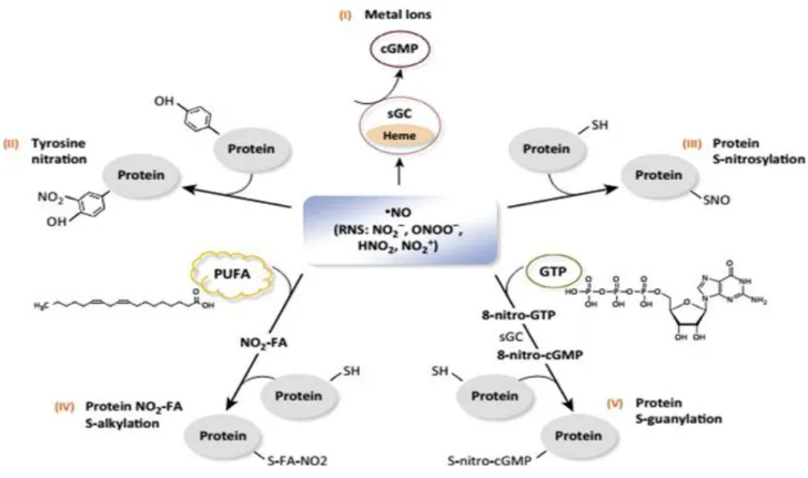 Figure 10: Mécanisme d’action des espèces réactives de Nitrite (RNS) [72]. 