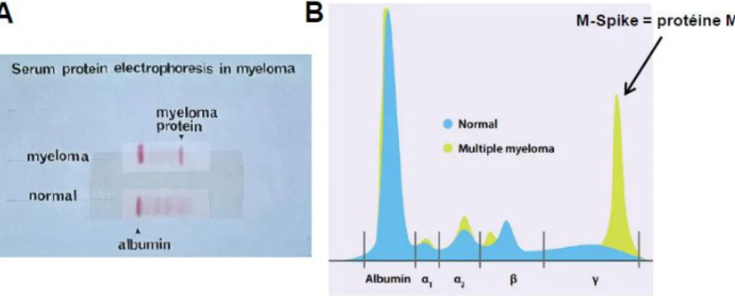 Figure 13: la production des Ac monoclonaux au niveau du MM [272] 