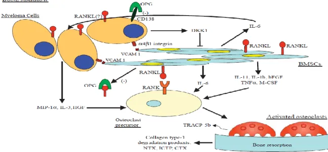 Figure 14: Physiopathologie  de MBD [280]. 