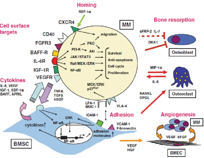 Figure 15 : la relation de MM avec son environnement [228]. 