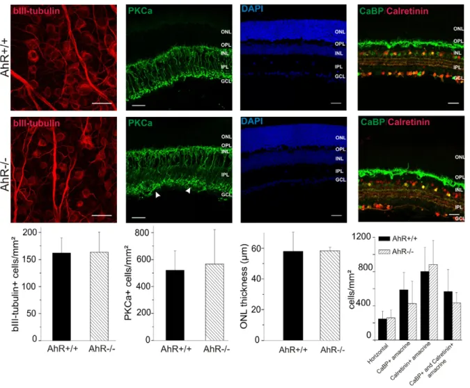 Figure 6. AhR2/2 mice retinal cells are functional despite scattered bipolar to RCG connections
