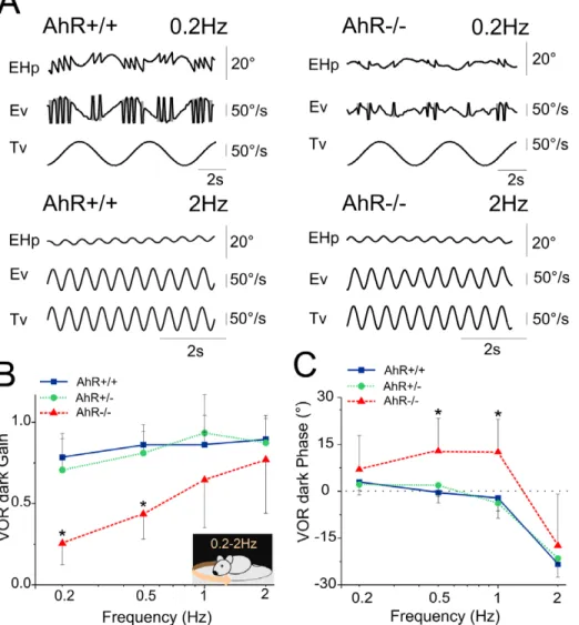 Figure 2. Normal vestibular function in AhR2/2 mice. (A) Example of eye movements evoked in AhR+/+ (left) and AhR2/2 (right) during sinusoidal oscillation in the horizontal plan at a peak velocity of 50u/s