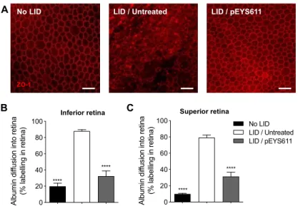 Figure 6. pEYS611 preserves the integrity of the outer BRB following light damage. Rat received a  single ciliary muscle electrotransfection of pEYS611 (30 µg/eye) on D-3 or left untreated (n = 8  animals/group)