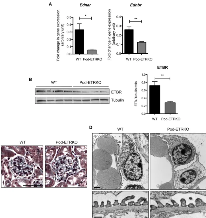 Figure 1. ETAR and ETBR podocyte-speciﬁc deletions do not alter glomerular structure. (A) RT-PCR analysis of Ednar and Ednbr mRNA expression in isolated podocytes from 10-week-old WT and Pod-ETRKO mice