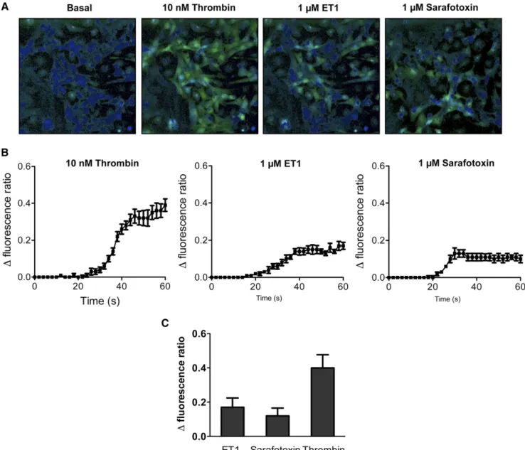 Figure 2. Activation of the Ca 2+ pathway in podocytes stimulated by thrombin, ET-1, and sarafotoxin 6c