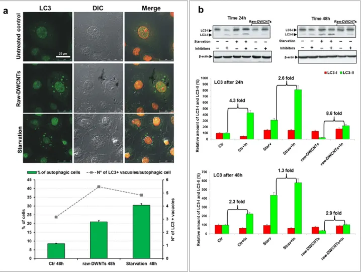 Fig. 6 – Induction of autophagic vacuoles in DHD/K12/trb cells by raw-DWCNTs. (a) Autophagy analysis performed by evaluating the expression and redistribution at cytoplasmic vacuoles of the autophagy membrane marker LC3 after 48 h treatment with raw-DWCNTs