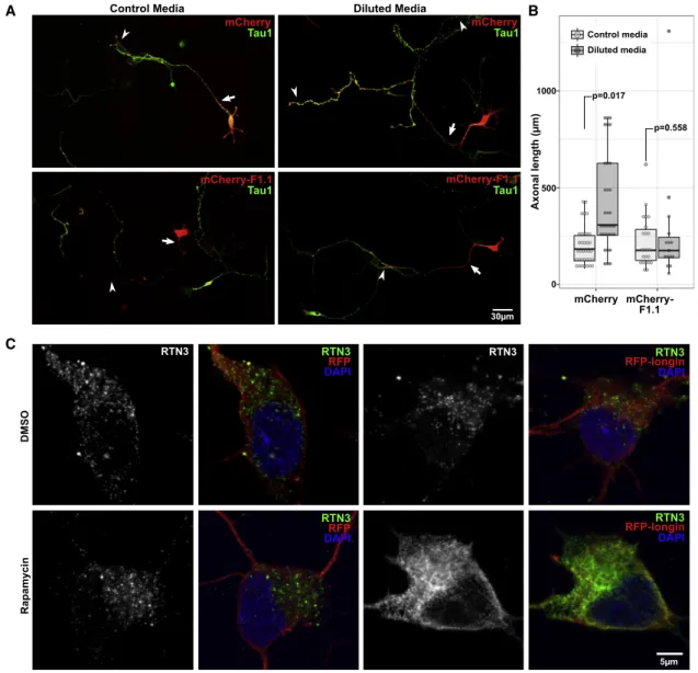 Figure 6. Role of VAMP7 in Nutrient Restriction-Induced Axonal Overgrowth and RTN3 Subcellular Localization in Hippocampal Neurons (A) Images of hippocampal neurons transfected with a mCherry-tagged nanobody directed against VAMP7 (clone F1.1) or mCherry a