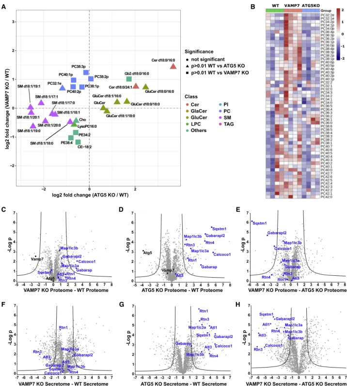 Figure 4. Lipidomic and Secretomic Analysis of WT, VAMP7 KO, and ATG5 KO PC12 Cells