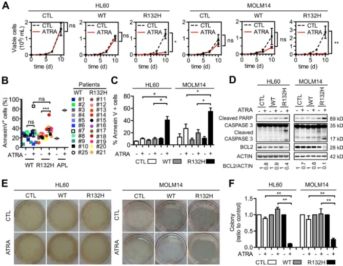Figure 5.  ATRA preferentially reduces cell viability of mutant IDH1 AML cells through apoptotic cell death in vitro