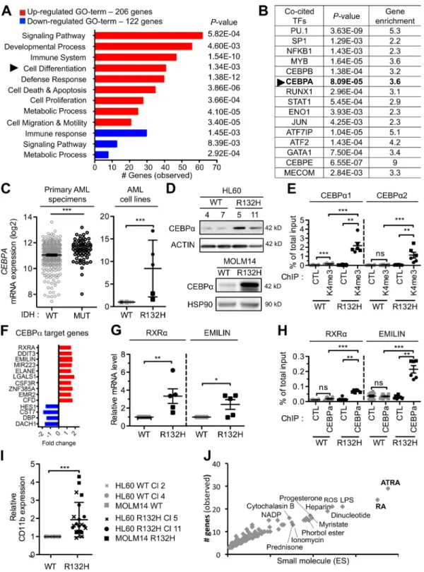 Figure 2.  IDH1 mutation primes AML cells to the ATRA differentiation pathway through the activation of granulomonocytic differentiation-  associated genes