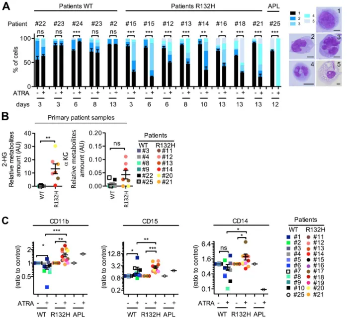 Figure 3.  IDH1–R132H mutation sensitizes to ATRA-induced differentiation of primary patient samples in vitro