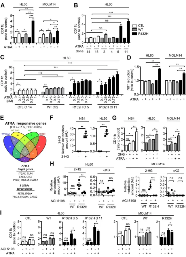 Figure 4.  IDH1–R132H mutation sensitizes to ATRA-induced differentiation of AML cell lines in vitro