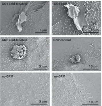 Fig. 3 Cell viability of Caco-2 cells after exposure to acid-treated and control GRM samples for 24 h; left: GO1, right: GNP; all materials were tested in three independent experiments with three replicates for each concentration