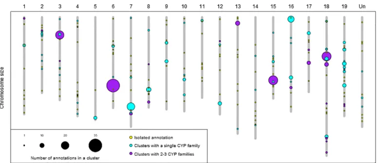 Fig 2. Physical map of cytochrome P450 sequences on the 19 V. vinifera chromosomes. Yellow circles represent isolated annotations, light blue circles represent physical clusters composed of members of only one P450 family and the purple circles represent p