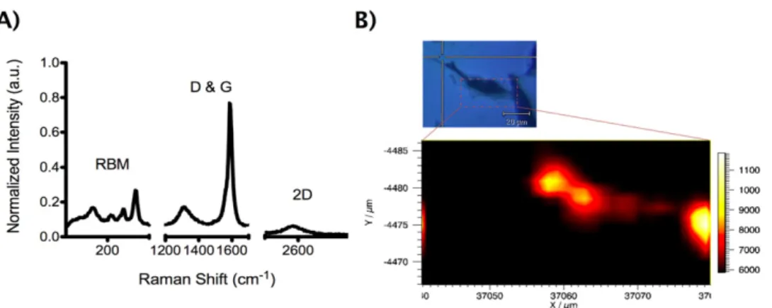 Figure 3. Raman spectrum of DWNTs (A) and mapping of oxDWNT–RNA inside a cell (B). (A) DWNT Raman spectrum featuring the characteristic Raman bands: RBM (150, 200, 230 and 260 cm − 1 ); D-band (1350 cm − 1 ); G-band (1590 cm − 1 ) and 2D-band (2600 cm − 1 