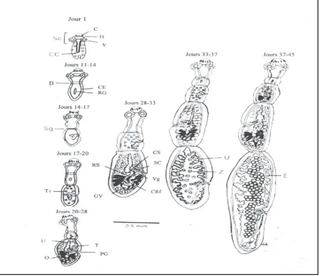 Figure 2. Œufs  de Tænia spp (Bathiard  et al., 2002) 
