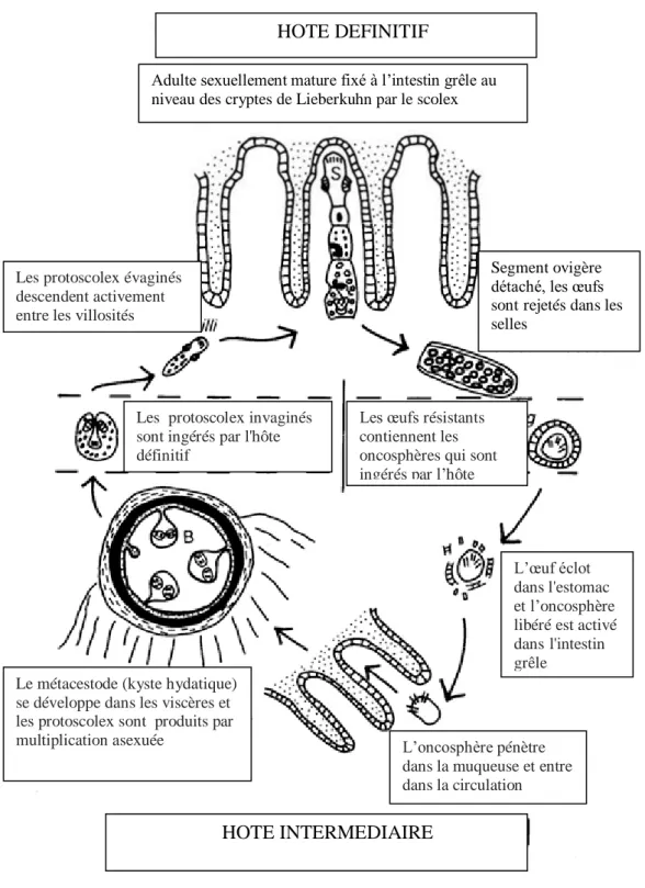 Figure 6.  Cycle évolutif basique d’Echinococcus granulosus (Thompson, 1995). 