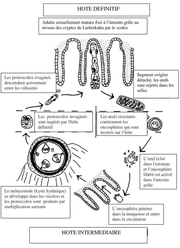 Figure 6.  Cycle évolutif basique d’Echinococcus granulosus (Thompson, 1995). 